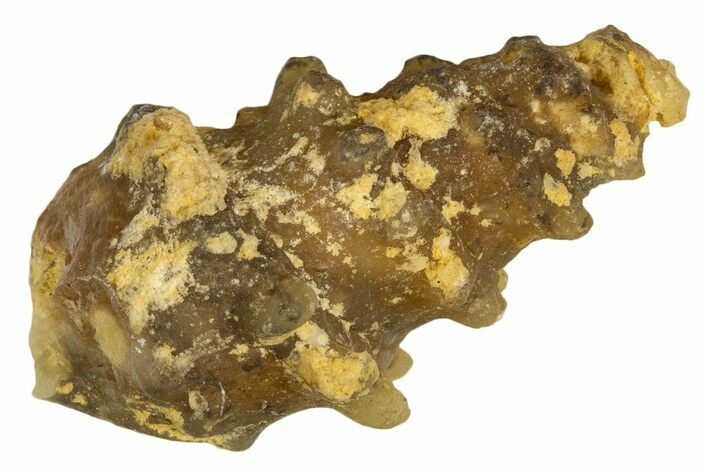 Agatized Gastropod (Cerithium?) Fossil - Morocco #338040